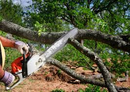 Best Lot and Land Clearing  in Sunbury, PA